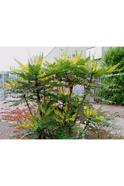 Композиція магонії середньої Charity з іншими вічнозеленими рослинами. 